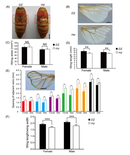 图1 家蚕小翅(mp)突变体的翅型发生显著改变