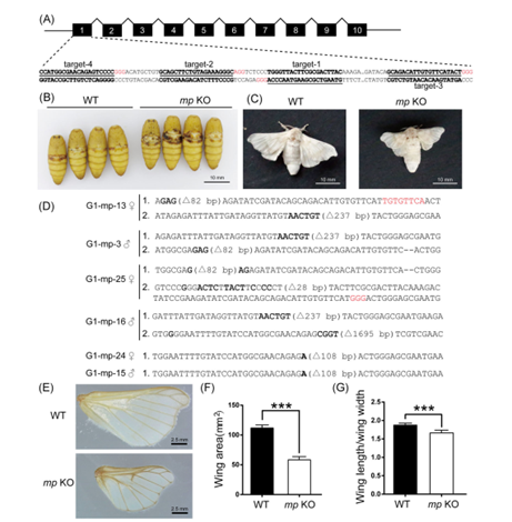 图2 Bmmp基因敲除纯合体蚕的翅显著减小