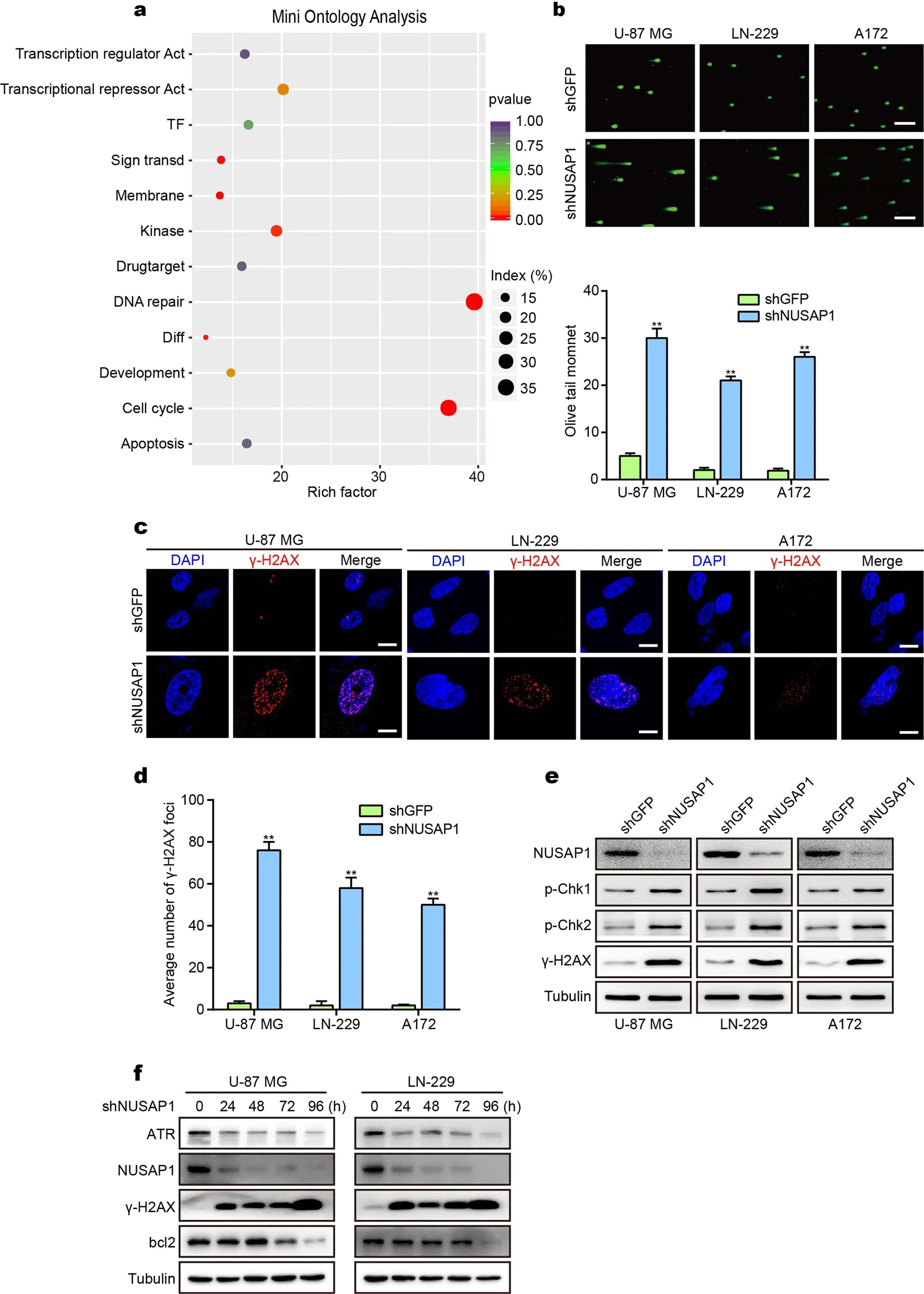 崔红娟教授团队在胶质母细胞瘤领域获最新研究成果 配图.jpg